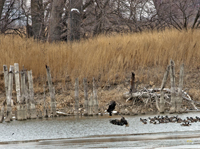 Bald Eagles et al 6109